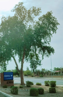 Desert Financial Credit Union 03