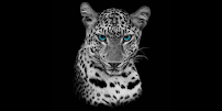 Wildcat Lending 03