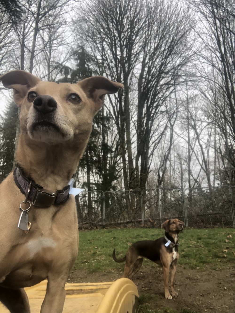 Peninsula Pet Lodge 01