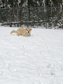 Peninsula Pet Lodge 04