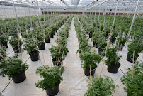 Cannabis Business Loans: Copper Street Lending 03