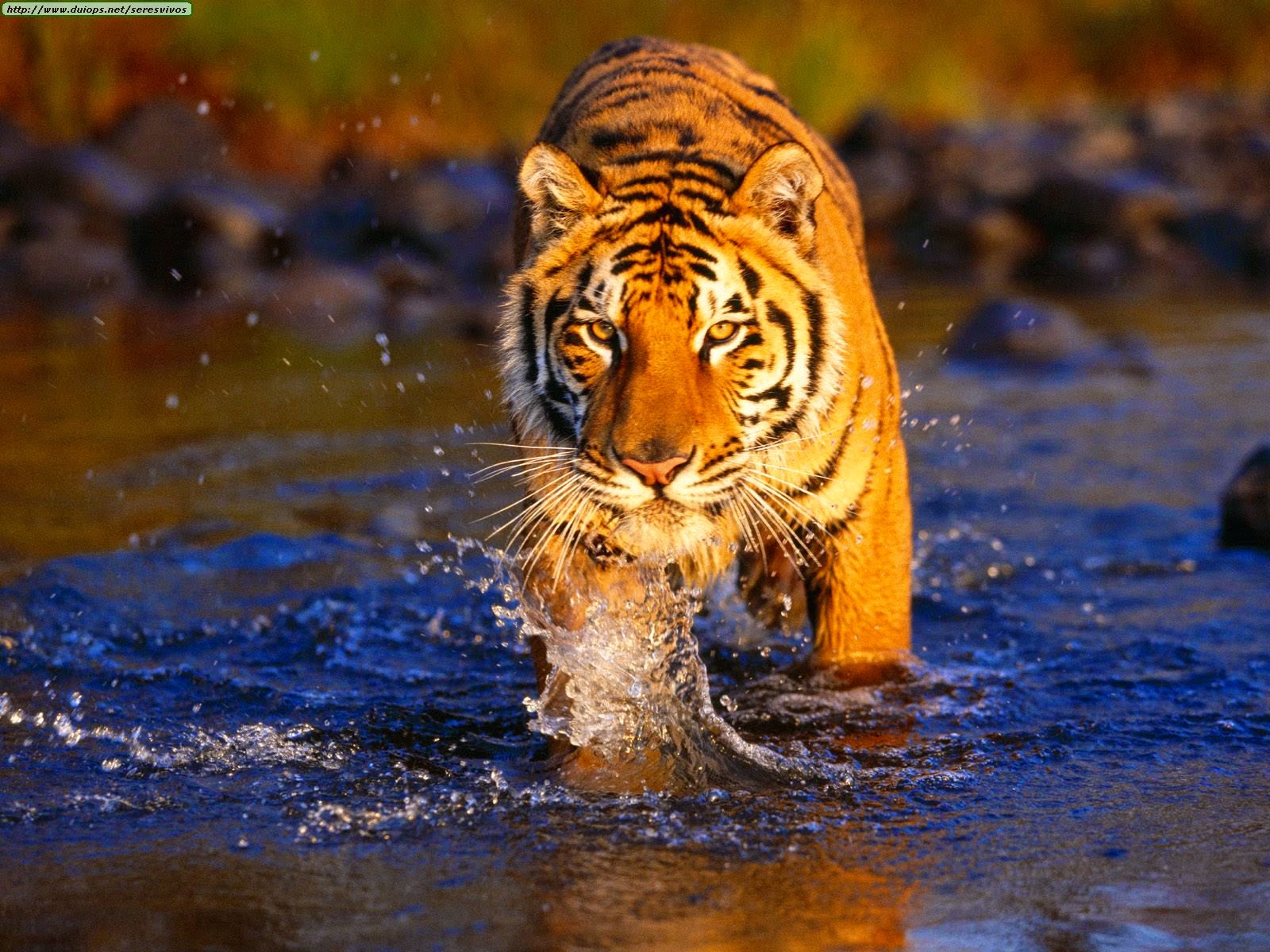 Tiger Leasing 01