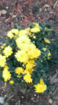 Mayes County Abstract Co 02
