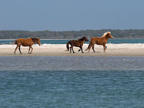 Shackleford Banks Shelling & Wild Horse Expedition *merging with Wild Horse and Shelling Safari* 01