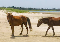 Shackleford Banks Shelling & Wild Horse Expedition *merging with Wild Horse and Shelling Safari* 02