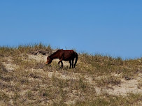 Shackleford Banks Shelling & Wild Horse Expedition *merging with Wild Horse and Shelling Safari* 03