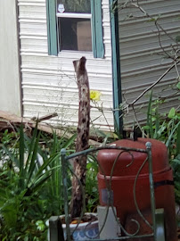 Acres of Shade Mobile Home Est 03