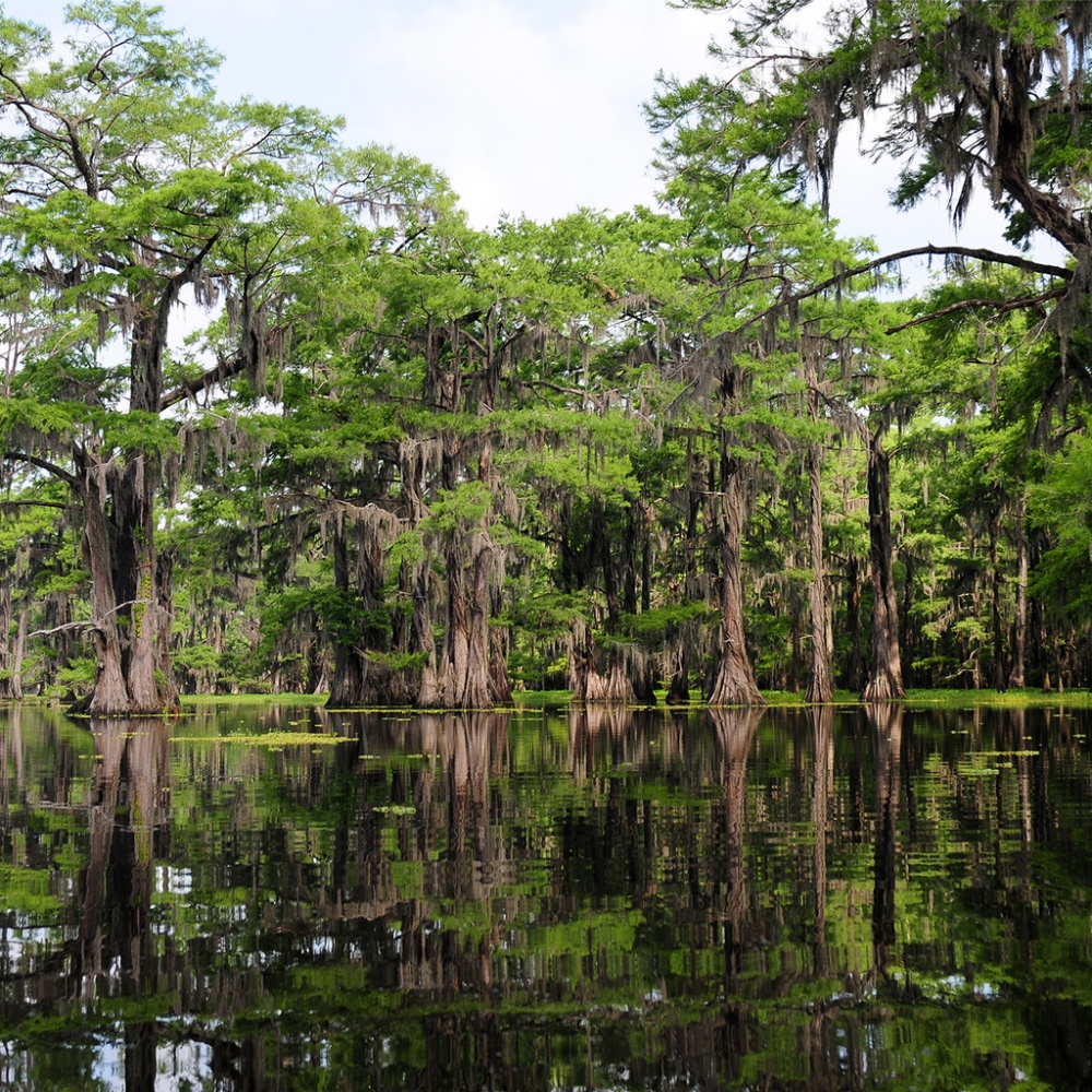 Bayou Bookkeeping & Tax Services 01