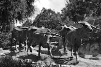 Cattlemens Bank 01