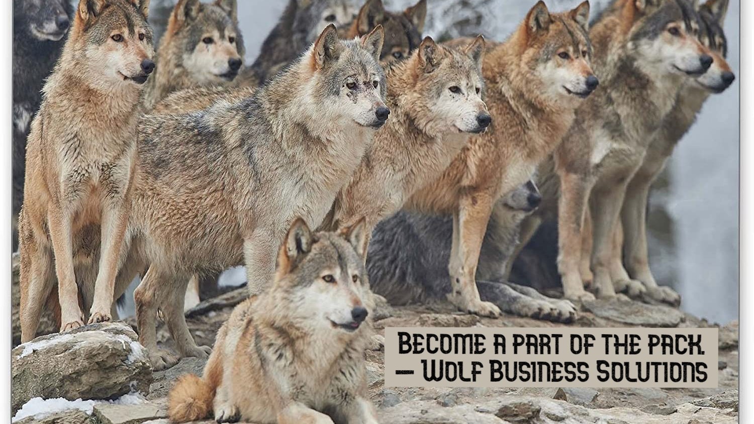 Wolf Business Solutions Inc. 01