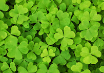 Emerald Isle Insurance 04