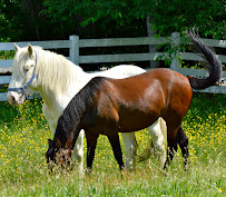 Pennington Premiere Real Estate -Sissy Pennington 04