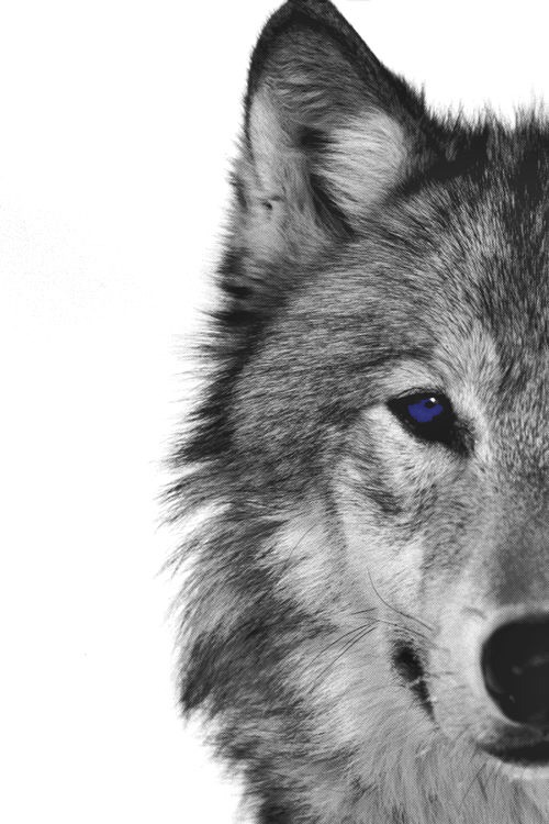 Residential Bancorp - Mortgage Wolf Pack 01