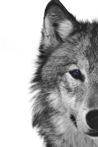 Residential Bancorp - Mortgage Wolf Pack 01