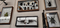 Hilo Loan Shop 03