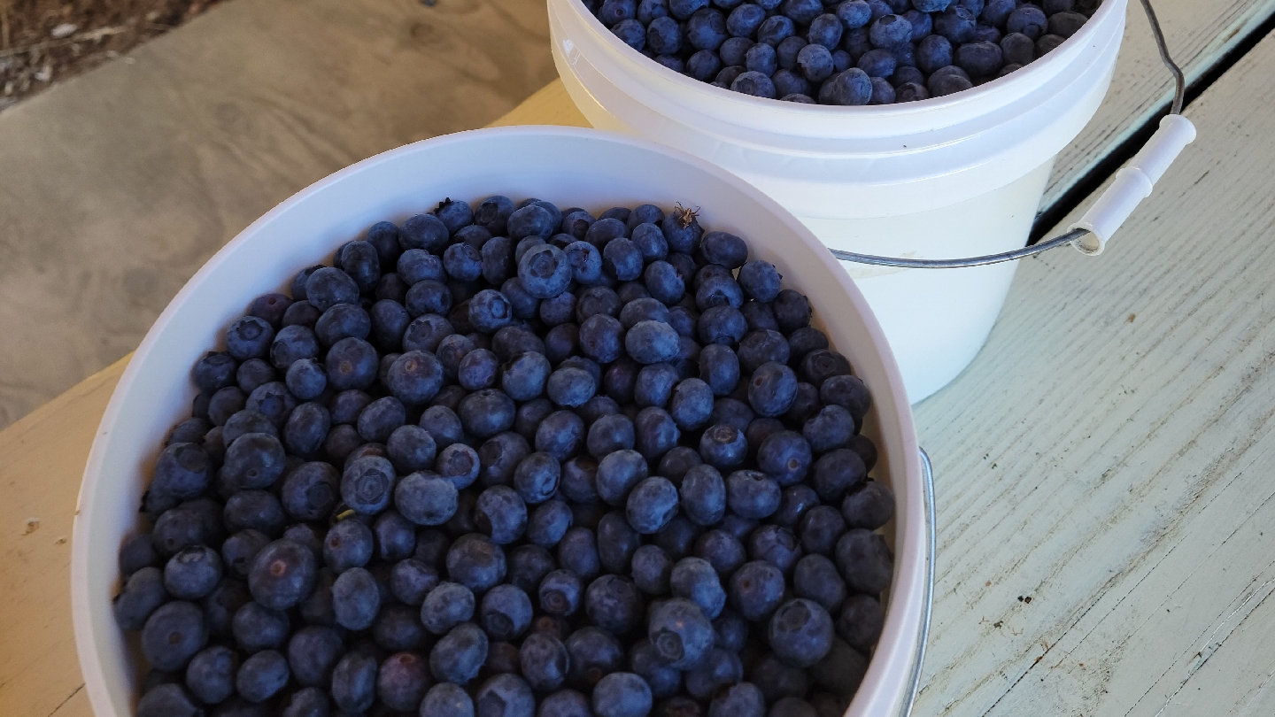 Blueberry Patch Farm 01