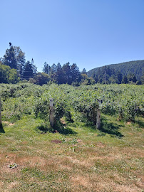 Blueberry Patch Farm 02