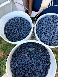 Blueberry Patch Farm 04