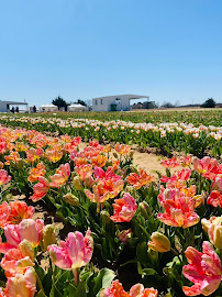 Texas-Tulips, LLC 03
