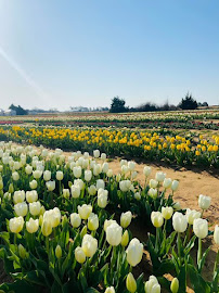 Texas-Tulips, LLC 04