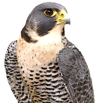 Peregrine Pensions LLC 02