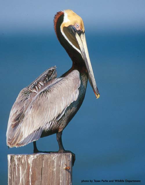 Pelican Escrow Services, LLC 01