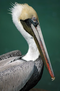 Pelican Escrow Services, LLC 03