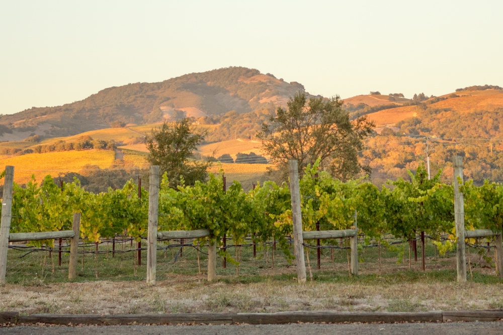 Loxton Cellars 01