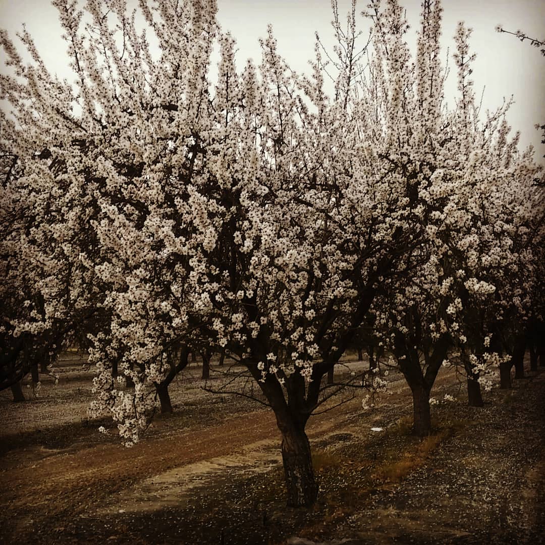 Hudelson Nut Co 01