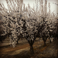 Hudelson Nut Co 01