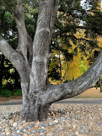 Kentfield Commons 02