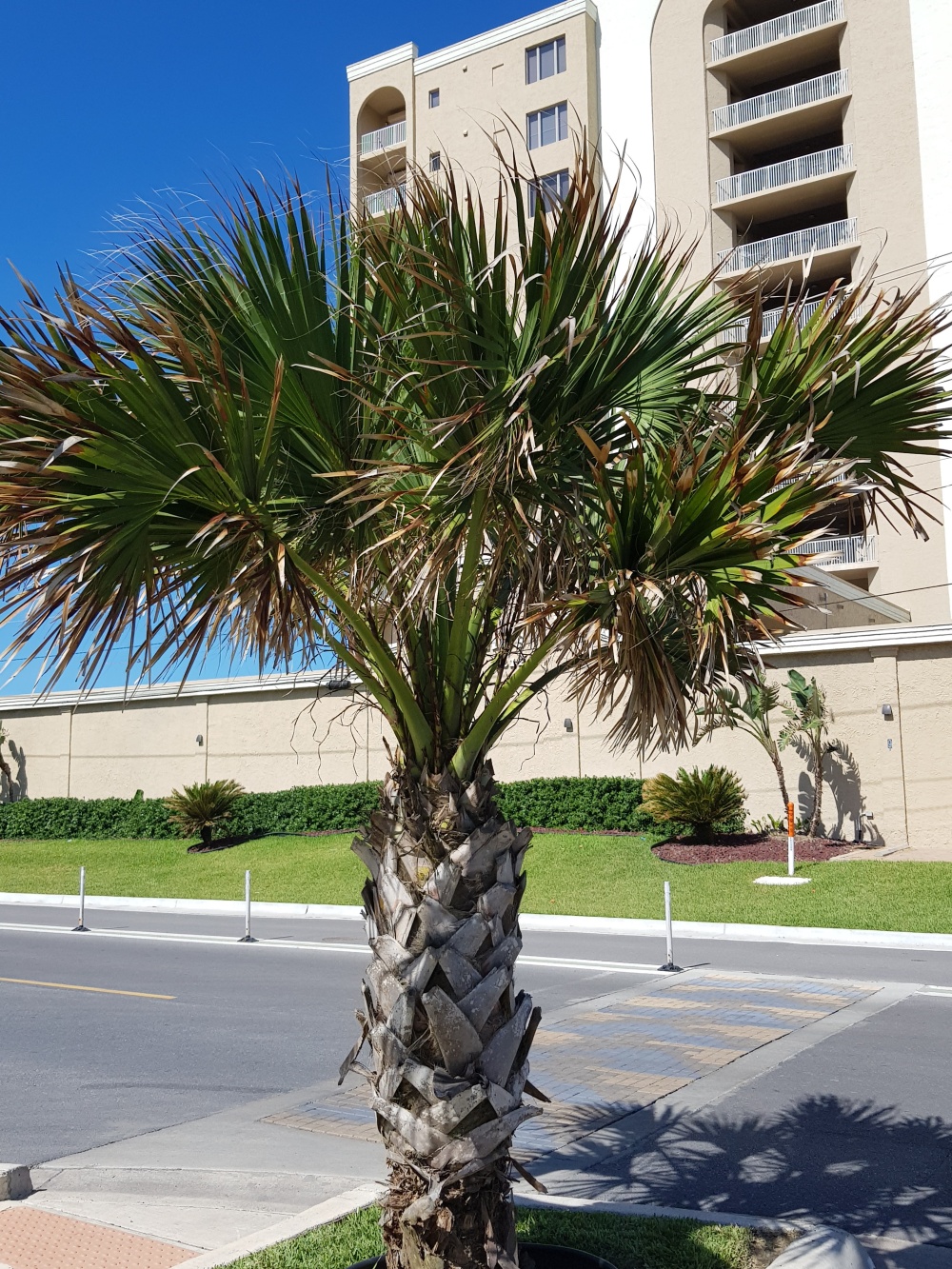 Las Dunas Condominiums 01