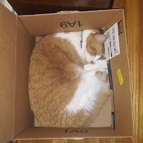 Divine Hands Cleaning & Pet sitting LLC 04