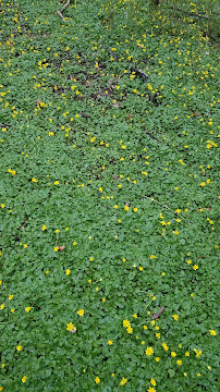 Camp Dennison Nature Trail 03