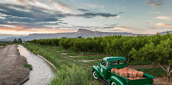 American AgCredit 01