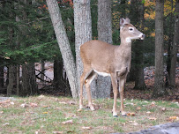 Wallenpaupack Realty 04