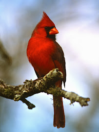 Cardinal Title LLC 01