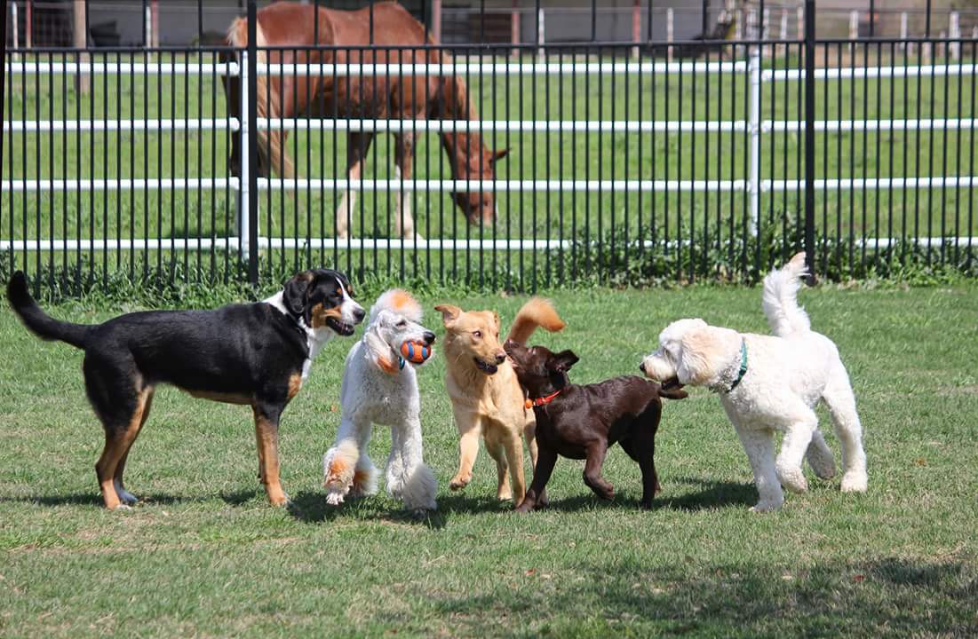 Castle Creek Pet Resort & Spa 01