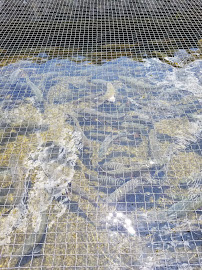 Paint Bank State Fish Hatchery 01