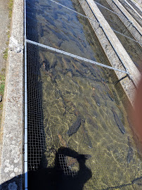 Paint Bank State Fish Hatchery 02