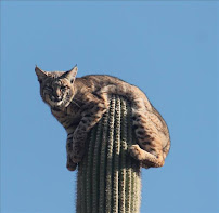 Lending Arizona, llc 03