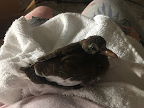 Wildlife Rescue & Rehabilitation 03