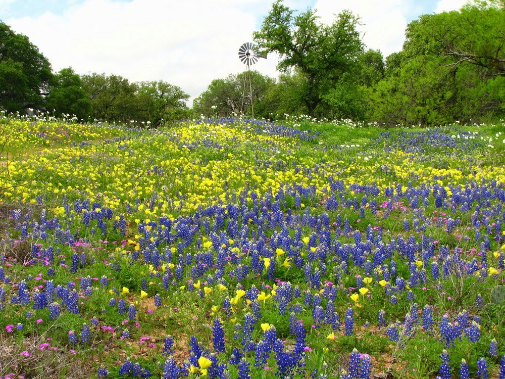 Lone Star Reverse Mortgage, Inc. 01