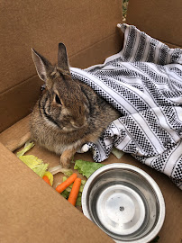 Franklin Lakes Animal Hospital 03