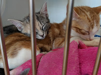 Franklin Lakes Animal Hospital 04