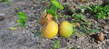 Citrus Place 04