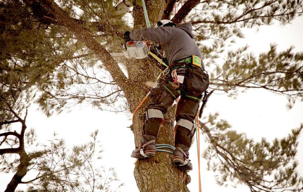 Tamke Tree Experts Inc 01