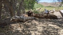 Big Morongo Canyon Preserve 02