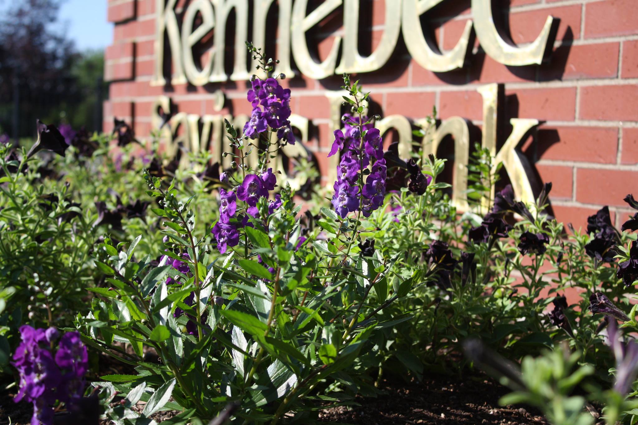 Kennebec Savings Bank 01