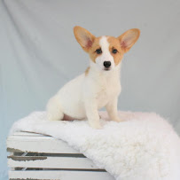 Petland North Kansas City 04